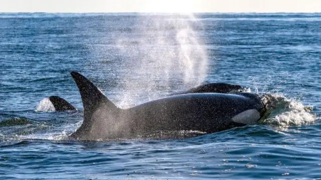 ओर्का या किलर ह्वेल