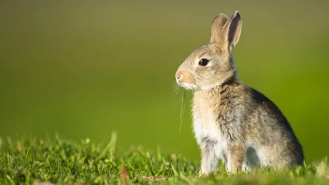 حمل جاننے کے پرانے طریقے