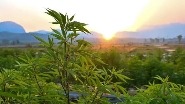 Panumas Sanguanwong/Thai News Pix