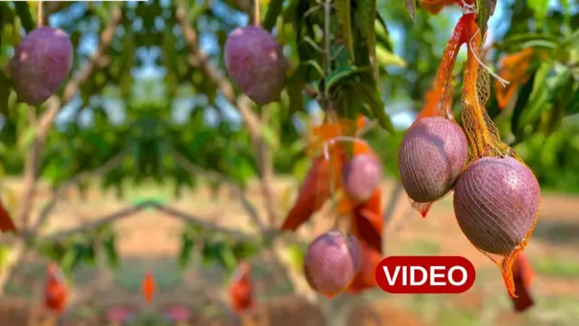 మియాజాకీ మామిడి