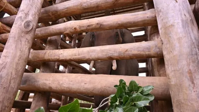 கர்நாடகாவிலிருந்து கொண்டு வரப்பட்ட நான்கு கும்கி யானைகளில் ஒன்றுக்கு கண்ணில் பிரச்னை உள்ளது