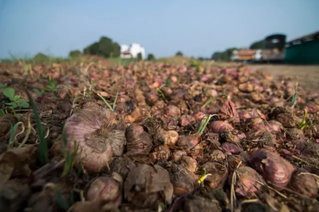 আবহাওয়ার কারণে অনেক চাষীর ফসল ক্ষেতেই নষ্ট হয়ে গেছে