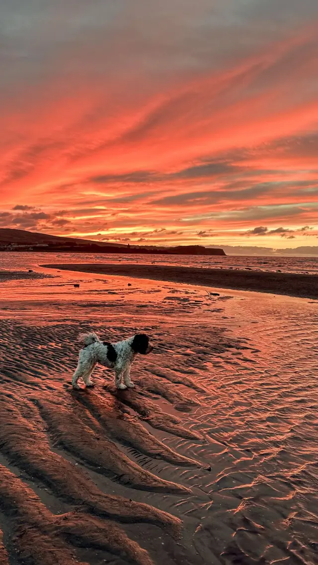 Un perro blanco y marrón parado en una playa de arena con un cielo naranja y amarillo intenso al atardecer.