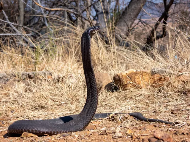 Un serpent mamba noir se tient immobile dans son habitat naturel.