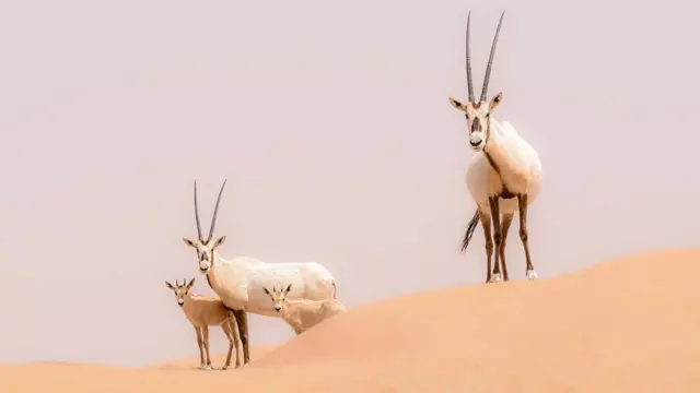 Santuario del Órix de Arabia