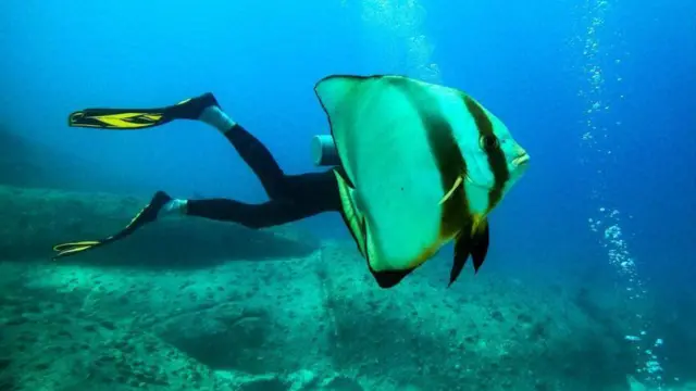 ਸਮੁੰਦਰੀ ਜੀਵਨ