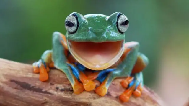 ਮੰਨਿਆ ਜਾਂਦਾ ਹੈ ਕਿ ਨਿਯਮਿਤ ਤੌਰ 'ਤੇ ਮਜ਼ੇਦਾਰ ਗਤੀਵਿਧੀਆਂ ਦੀ ਉਡੀਕ ਕਰਨ ਨਾਲ ਸਾਨੂੰ ਵਧੇਰੇ ਆਸ਼ਾਵਾਦੀ ਦ੍ਰਿਸ਼ਟੀਕੋਣ ਮਿਲ ਸਕਦਾ ਹੈ।