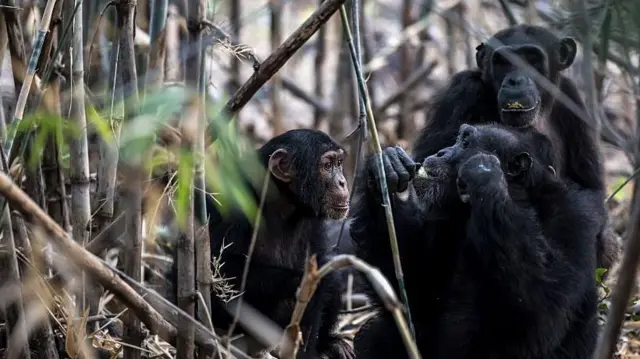 Chimpancés de África Occidental se alimentan en el área de distribución de Fongoli, en la región de Kedougou, el 10 de diciembre de 2025.