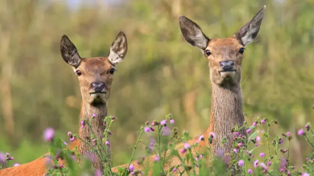 Las cabezas y cuellos de dos ciervos asoman sobre plantas con flores lilas. 