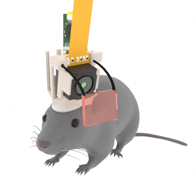 બીબીસી ગુજરાતી, વિજ્ઞાન, ઊંઘ, સ્મૃતિ, ઉંદર