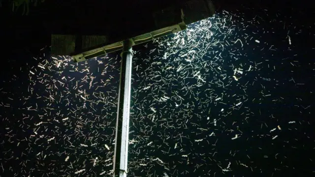 Light pollution can confuse insects and divert them from mating, pollinating and evading predators