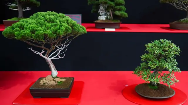 Bonsai trees