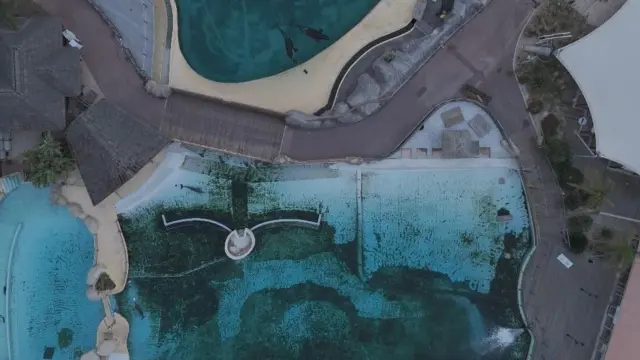Foto aérea do parque Marineland mostra algas verdes no fundo dos tanques das orcas