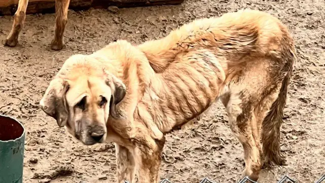 Açlıktan kemikleri gözüken bir köpek.