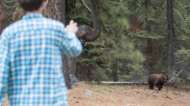 A man photographs a black bear in a forest.