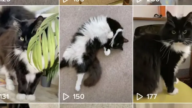 Vídeos do gato Buffy no TikTok