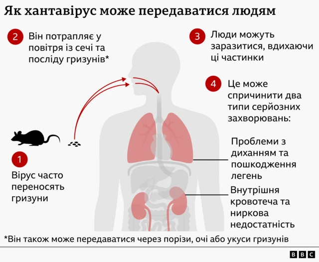 Графіка, що показує, як може поширюватися хантавірус