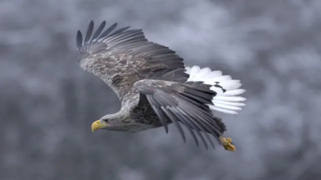 வெண்வால் கழுகு