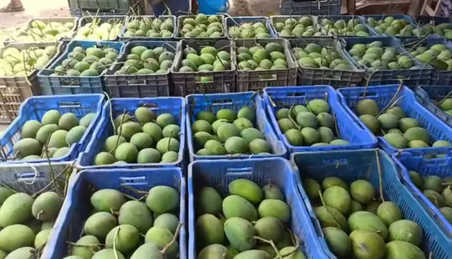 সাতক্ষীরায় এবছর আমের বাম্পার ফলন হয়েছে বলে জানিয়েছেন কৃষি কর্মকর্তারা