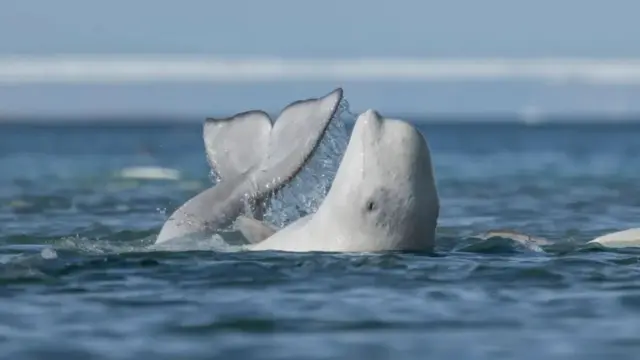 مسابقه عکاسی حیات وحش ۲۰۲۴