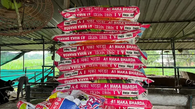 गायीसाठीचं खाद्य