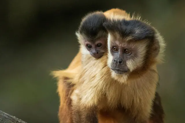 Imagem de macaco-prego adulto e de um filhote