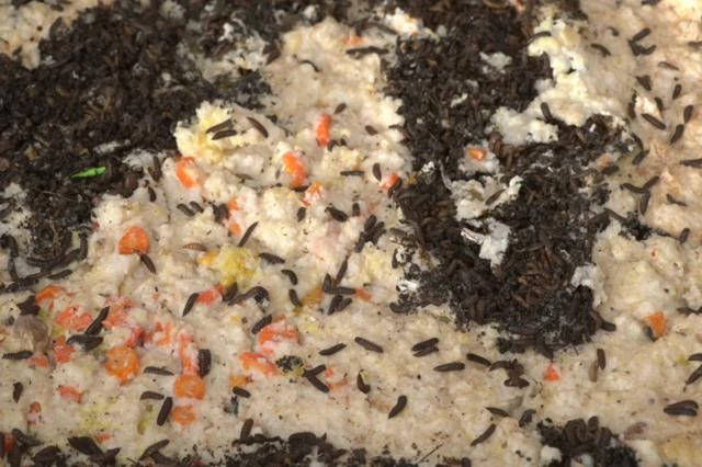 Pasukan maggot yang mengurai sampah makanan bisa menjadi solusi pada masa mendatang.