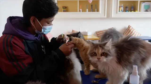 क्याट क्याफे