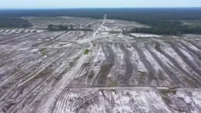 Kebun singkong seluas 600 hektare di Desa Tewai Baru, Gunung Mas, Kalimantan Tengah, dinilai mangkrak.