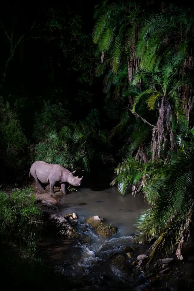 Un rinoceronte en un cruce fluvial boscoso en la Reserva Nacional Masai Mara, en Kenia.