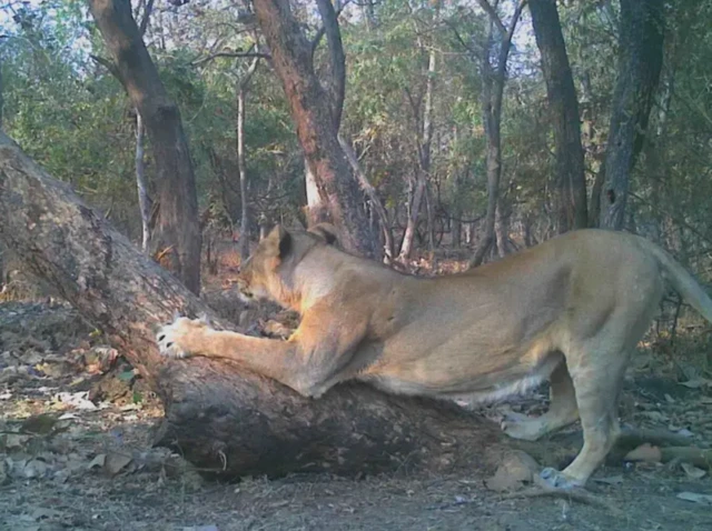 ਗਿਰ ਦੇ ਜੰਗਲ ਵਿੱਚ ਇੱਕ ਸ਼ੇਰਨੀ