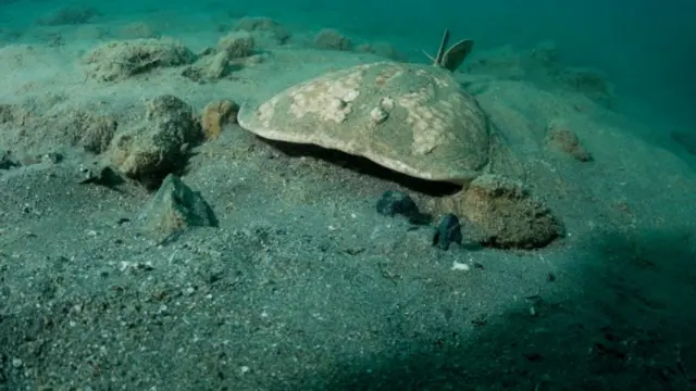 மின்சார மீன்கள்