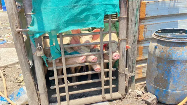 वराह पालन