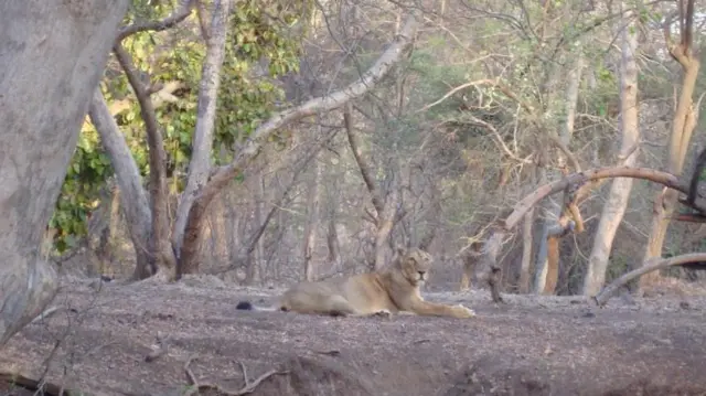 એશિયાઈ સિંહ, ગીરનું જંગલ, જય-વીરુની જોડી, ગુજરાત, બીબીસી ગુજરાતી, ગુજરાતના સિંહ, ગીર જંગલ