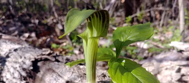 እዚ ቀታሊ ገረብ ንህቢ ብምዕሻው መሳጢ ኣገባብ ምፍራይ ይፍጽም