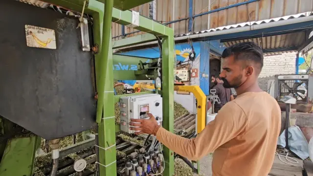 ਮੱਕੇ ਦੀ ਫ਼ਸਲ