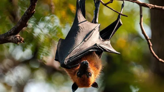 বাদুড় থেকেই নিপাহ্ ভাইরাস ছড়ায়