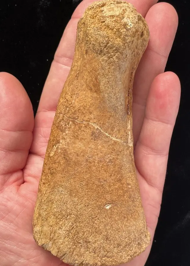 Une main tenant un os d'un plésiosaure