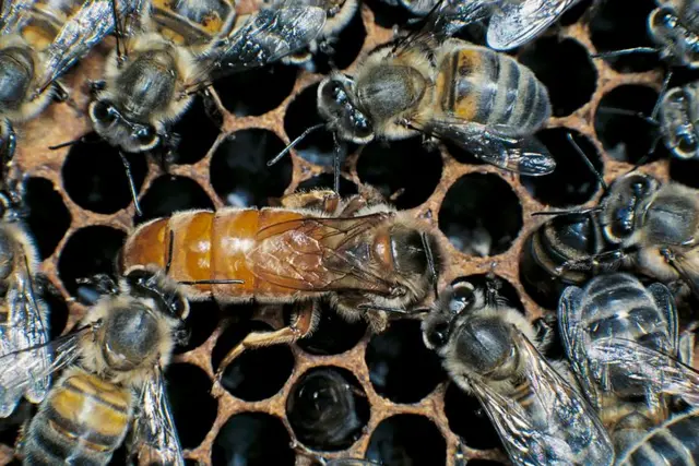 রানী মৌমাছি।