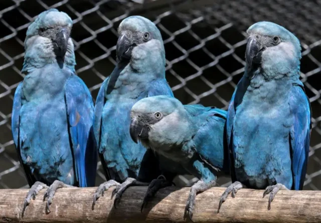 Centre de conservation de l'ara hyacinthe au zoo de São Paulo