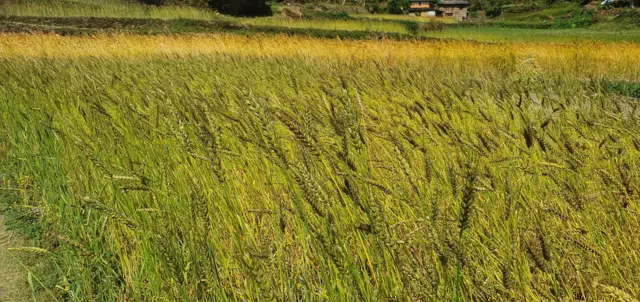 गहुँबाली