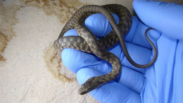 snake