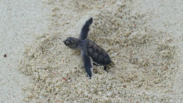 కృతజ్ఞతా భావం