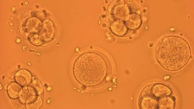 ውህደት ፍረ ዘርኢ