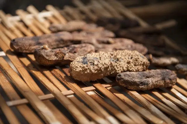 సీ కుకుంబర్