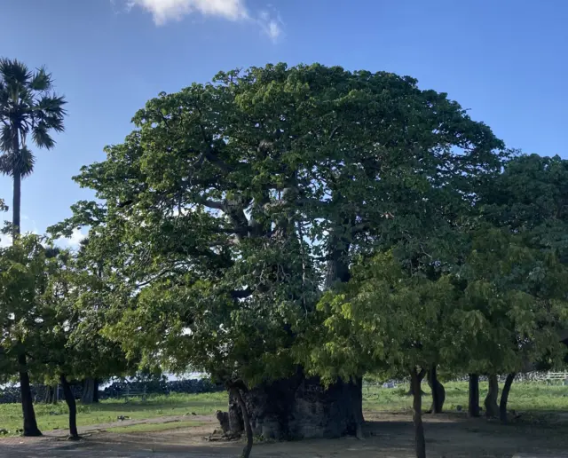 අප්‍රිකානු රටවල්වල වැවෙන මෙම බයෝබැබ් ගස අරාබි වෙළඳුන් හරහා දූපතට පැමිණෙන්නට ඇතැයි විශ්වාස කෙරේ. 