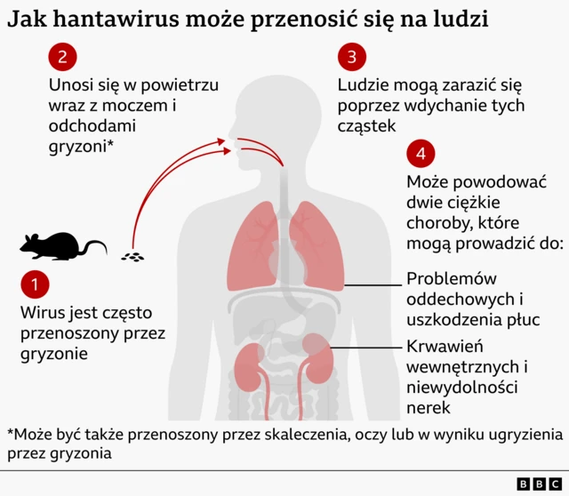 Grafika pokazująca, jak może rozprzestrzeniać się hantawirus