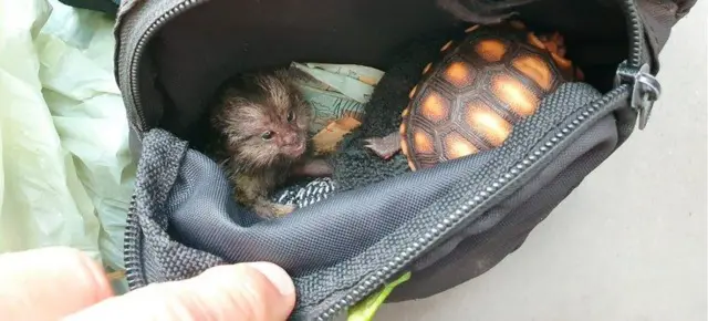 Bolsa com dois animais silvestres e dinheiro dentro
