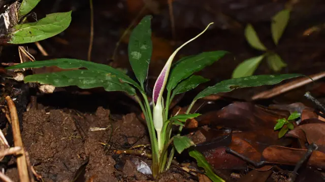 Lagenandra erosa