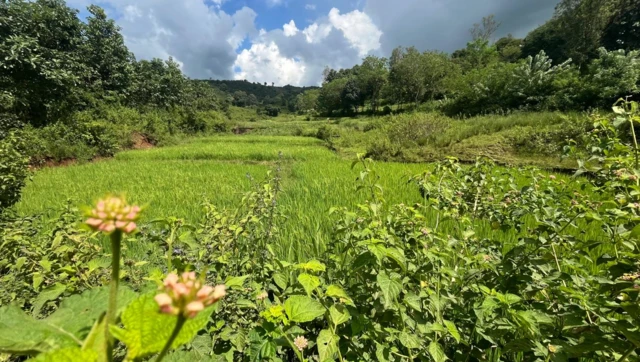 గంజాయి, విశాఖ ఏజన్సీ, బిహార్, అల్లూరి జిల్లా, విశాఖపట్నం, చింతపల్లి